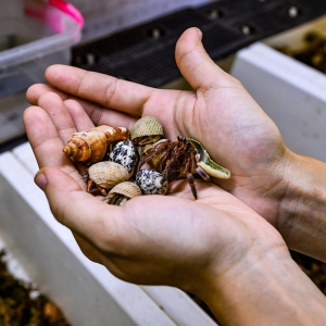 huong-dan-nuoi-oc-dung-cach